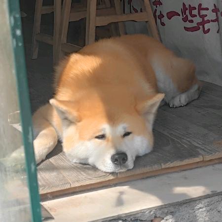 爱苏州的瓜瓜（山塘街游船）