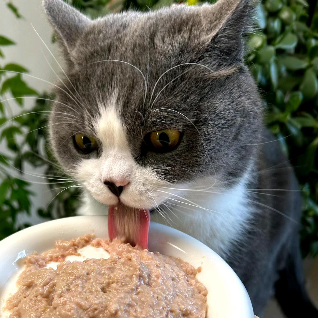 球球好物官（分享好物）