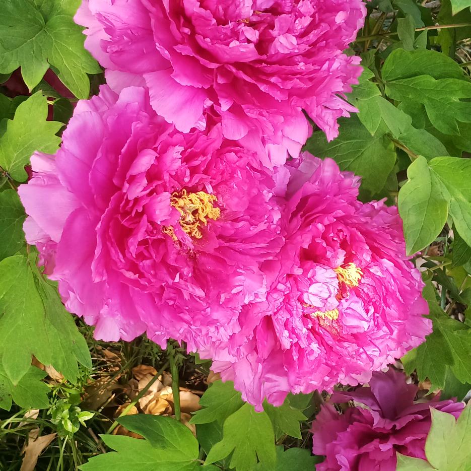 美芳