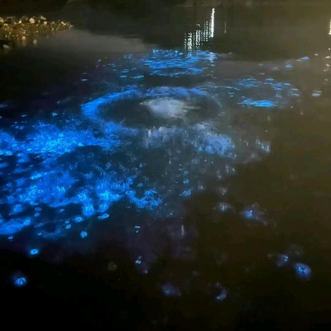 ╭(╯ε╰)╮周