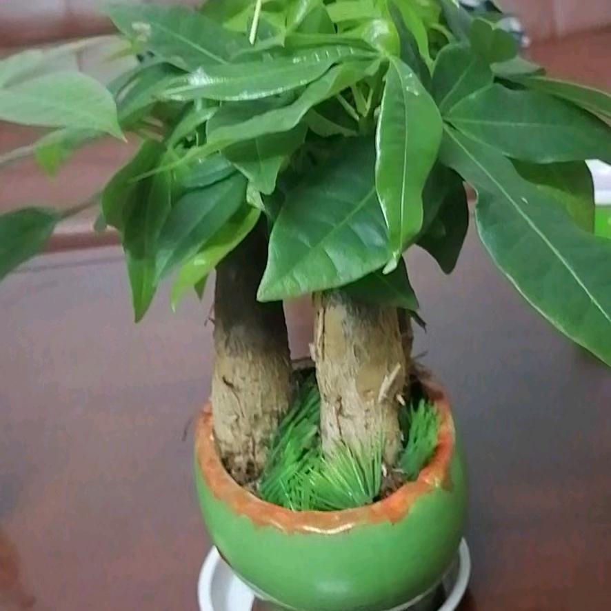 黄家二小姐