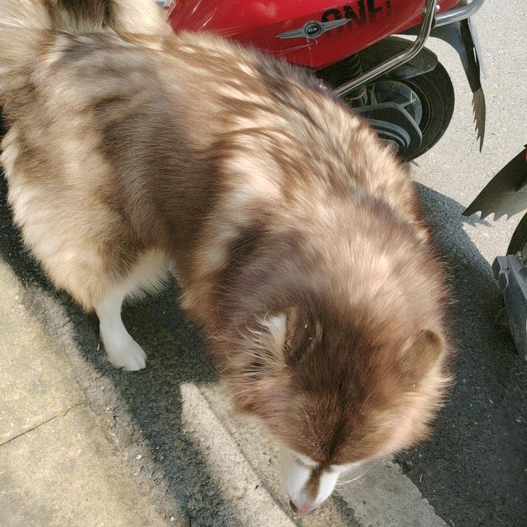 猪的妞