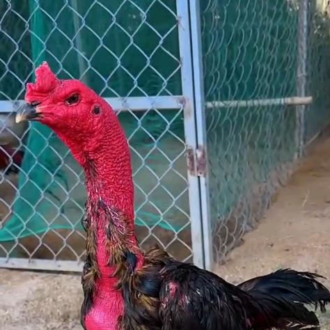 小豪斗鸡商贸