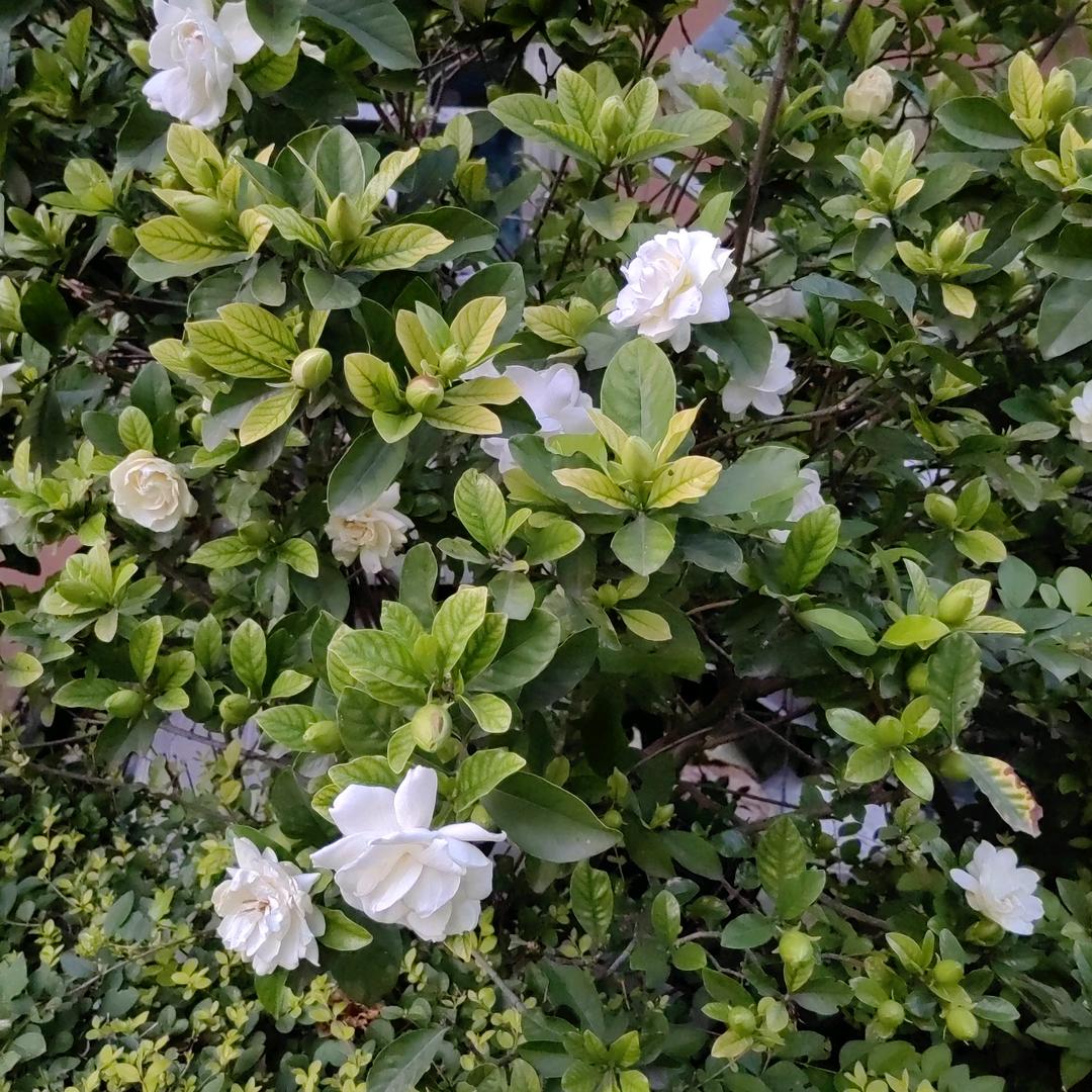 贝多芬的忧伤