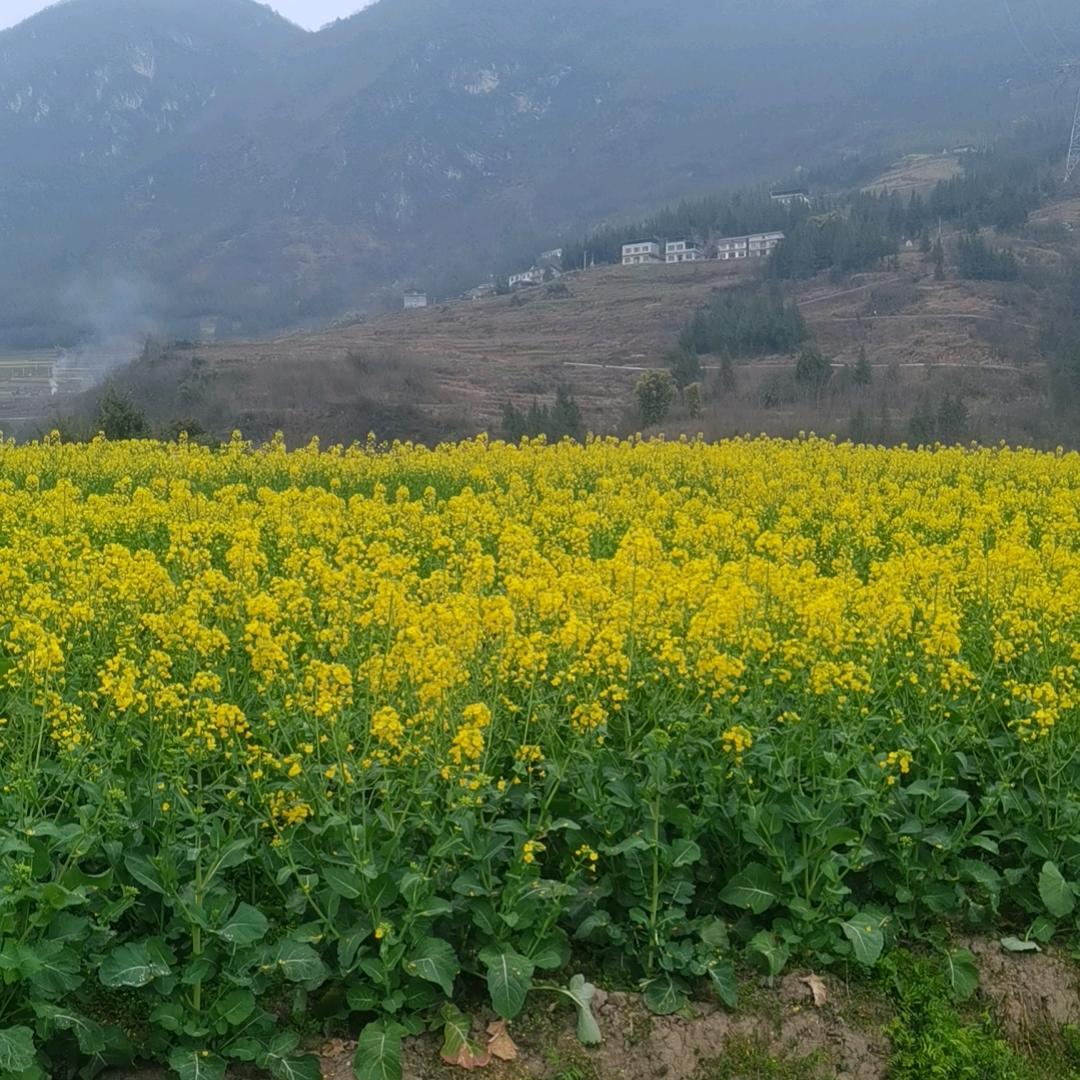 小爷我有枪