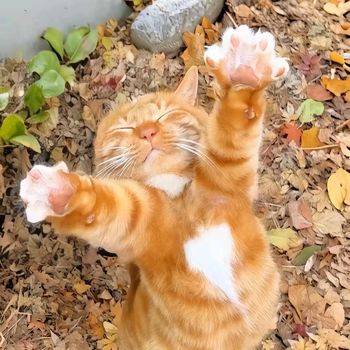 赵镜子🌝᭄