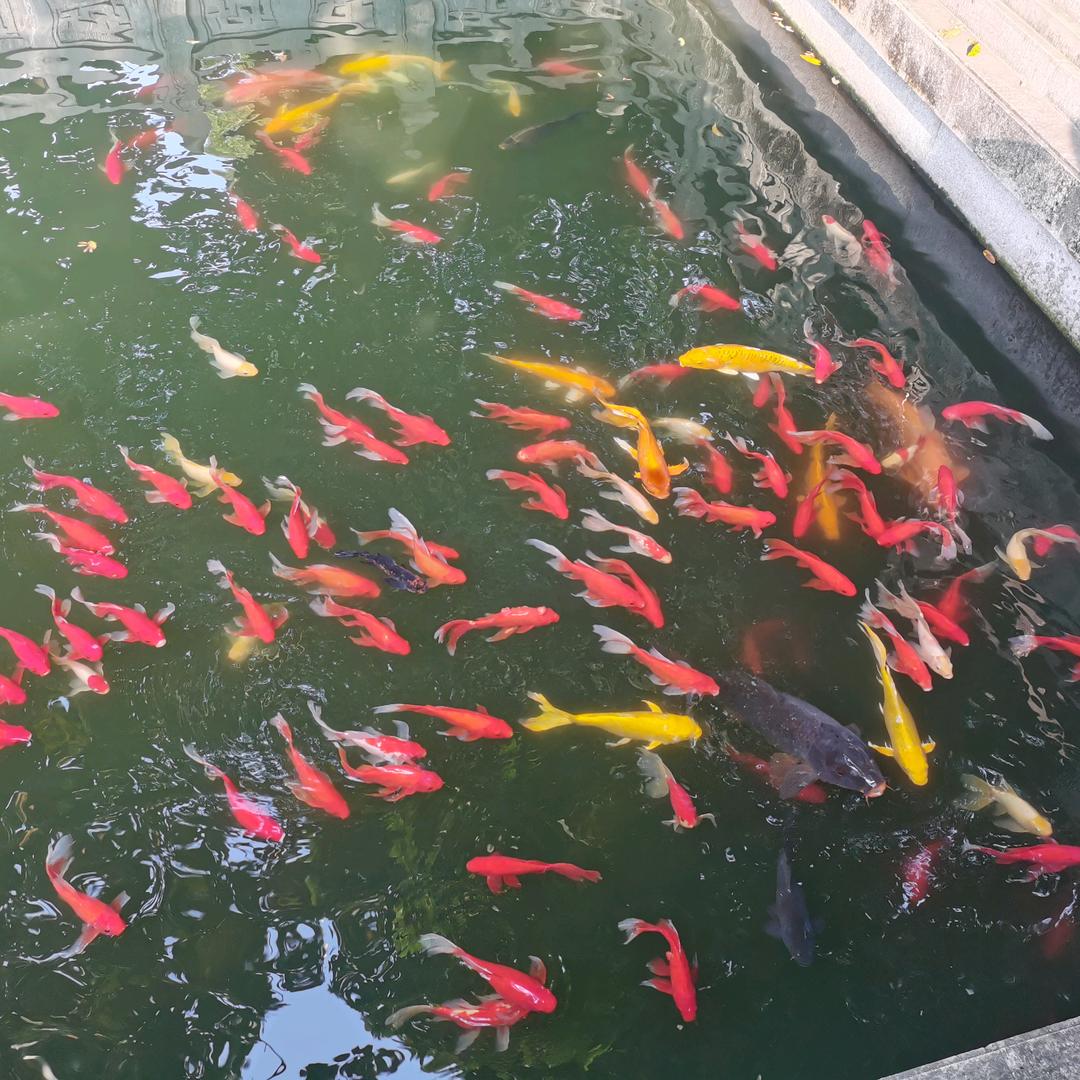 红旗下
