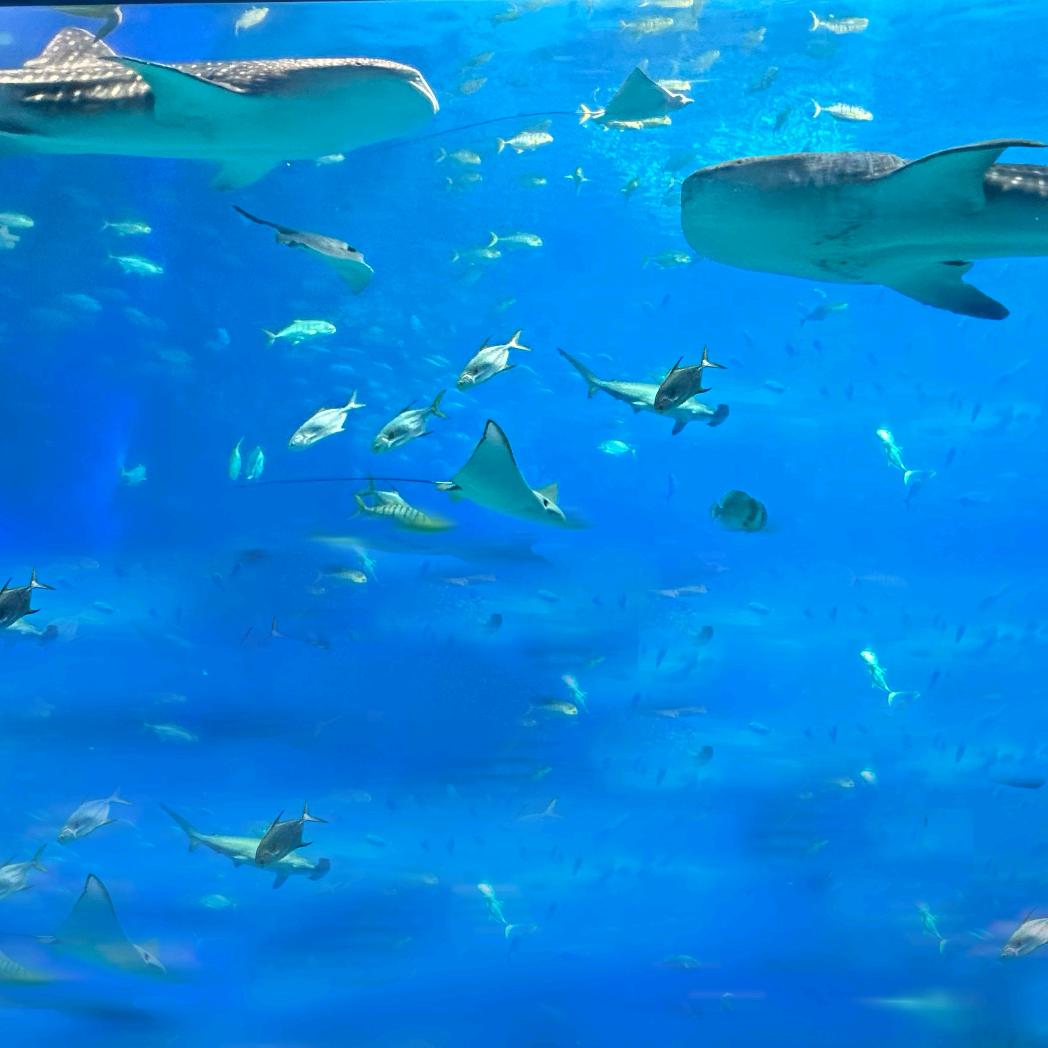 🐟🦈君一🐟🦈