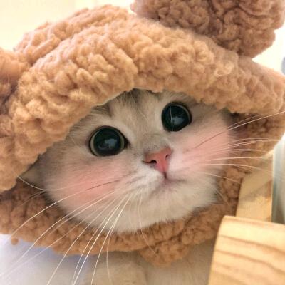 花花猪