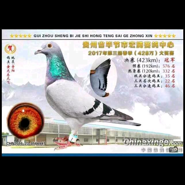 黄哥