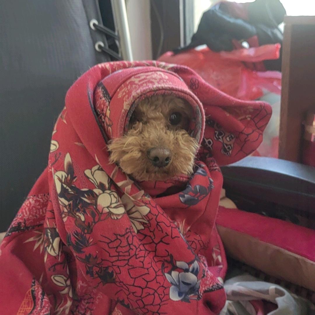 曹姥姥的萌犬杂货铺