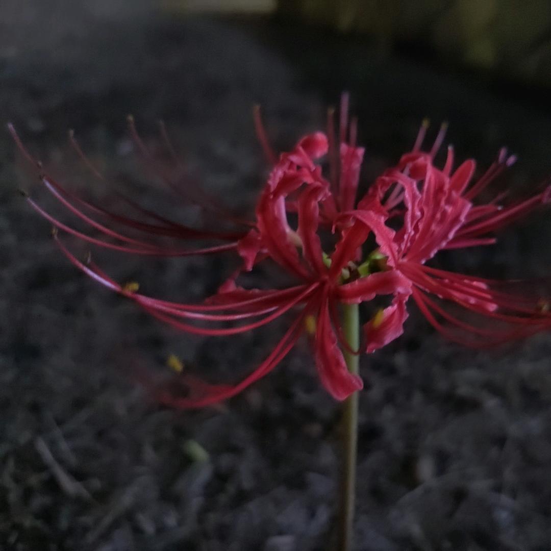一紅