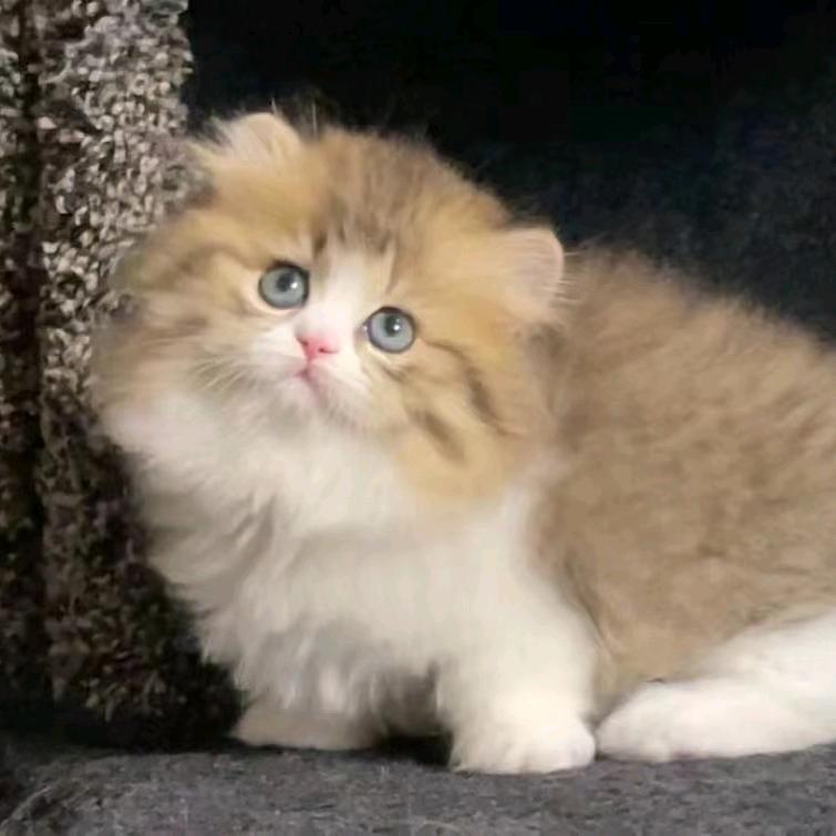 BoBo矮脚猫平价超市