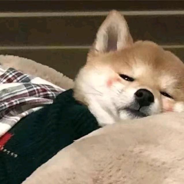 摆庆