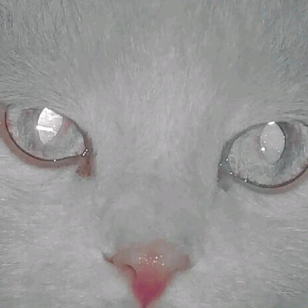 WT