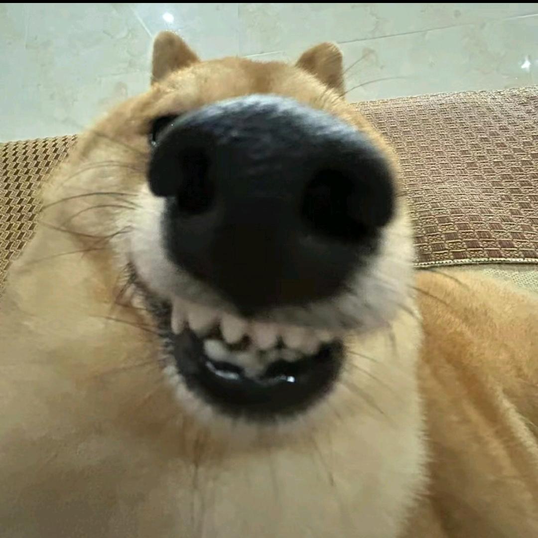 一根狗毛