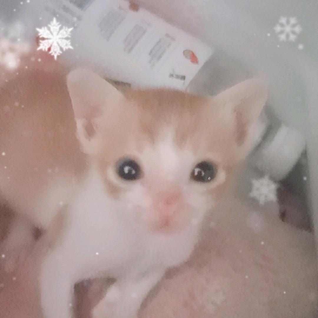小鼻嘎