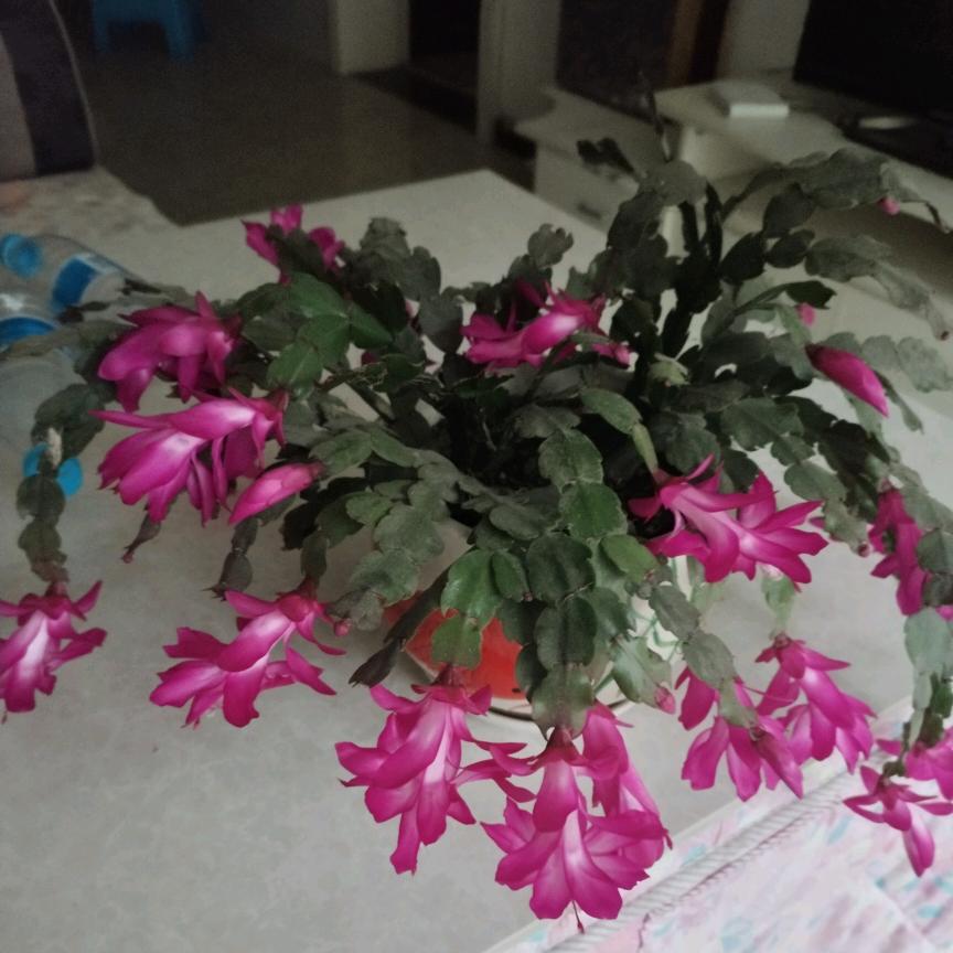 土主  (知足坊 )  鞋店