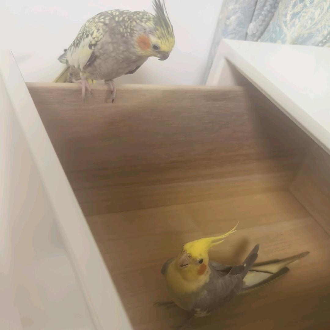 大宝贝   .
