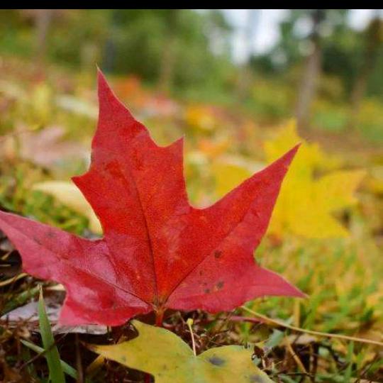 金色🍁🍁🍁