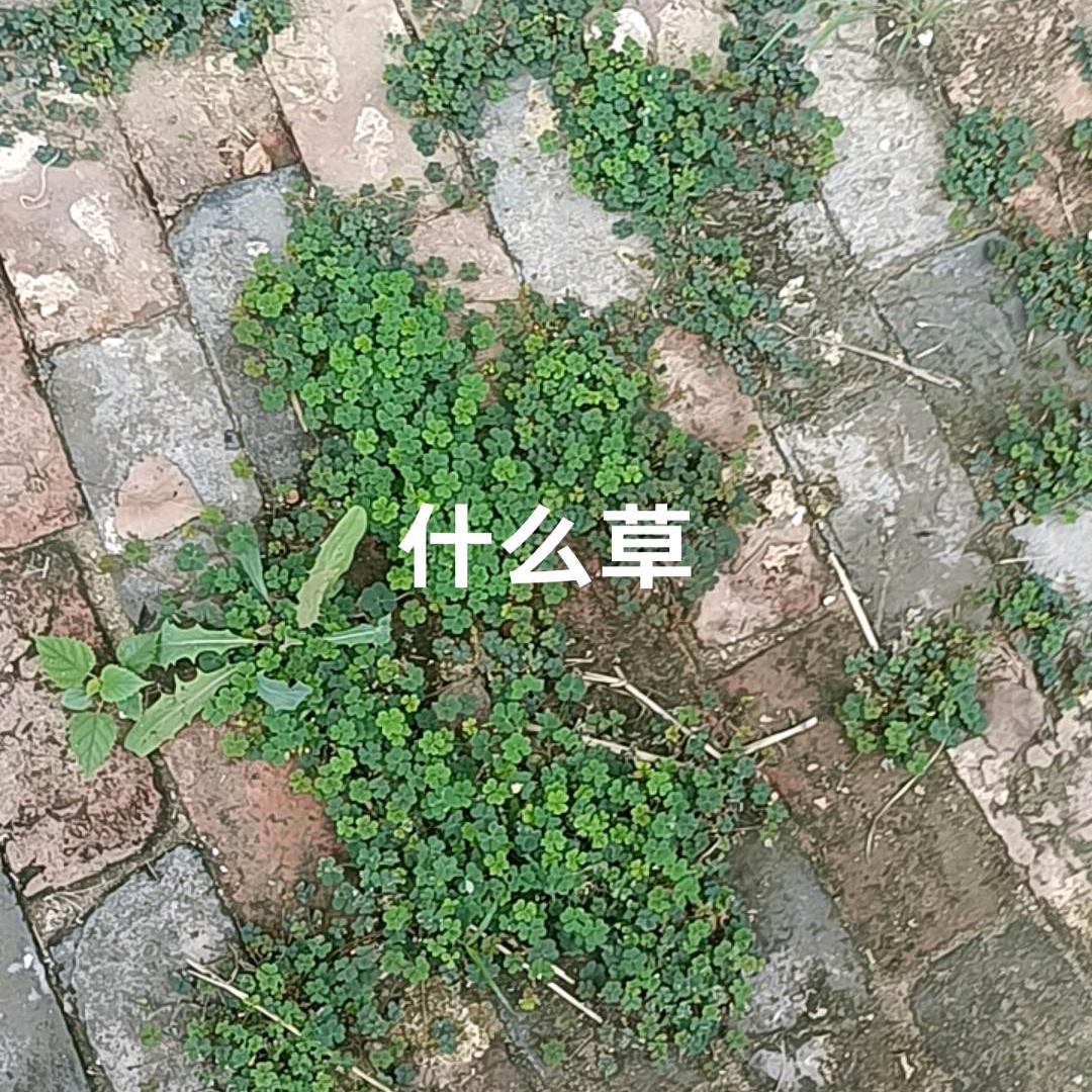 嗷嗷
