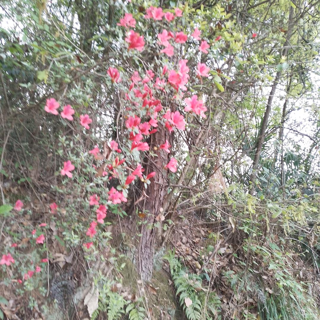 小曰子漫记