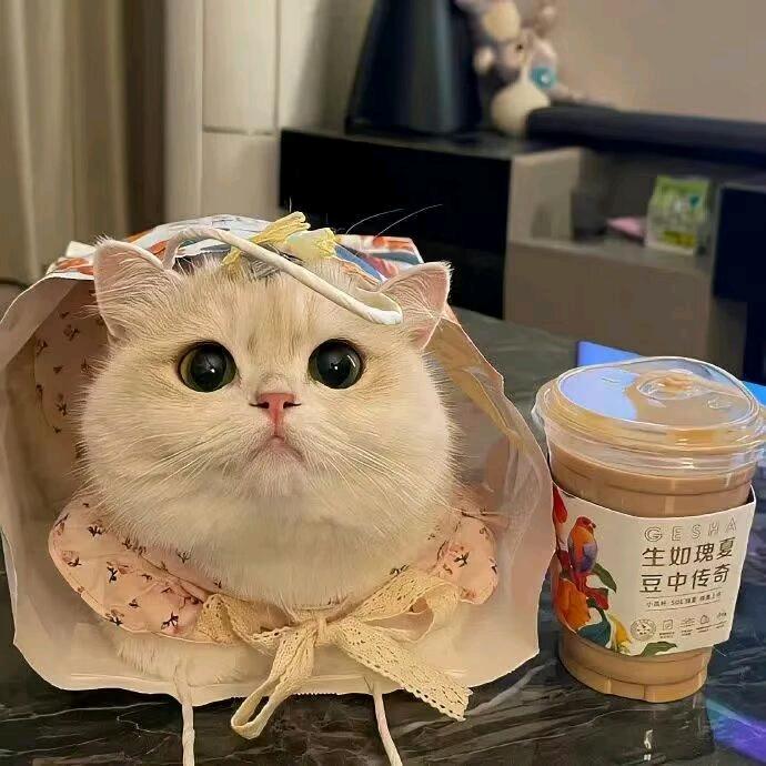 她的猫