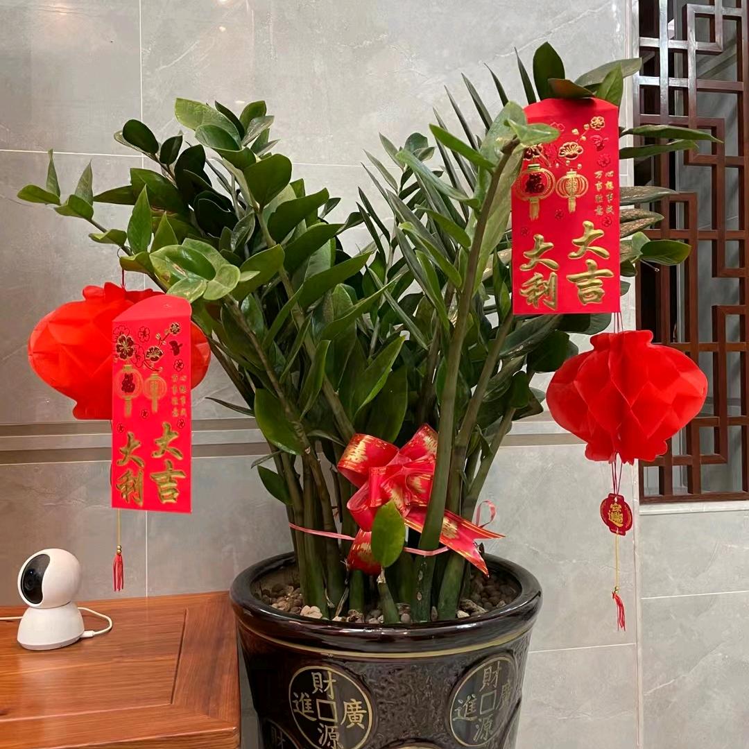广东绿化草皮基地  直销