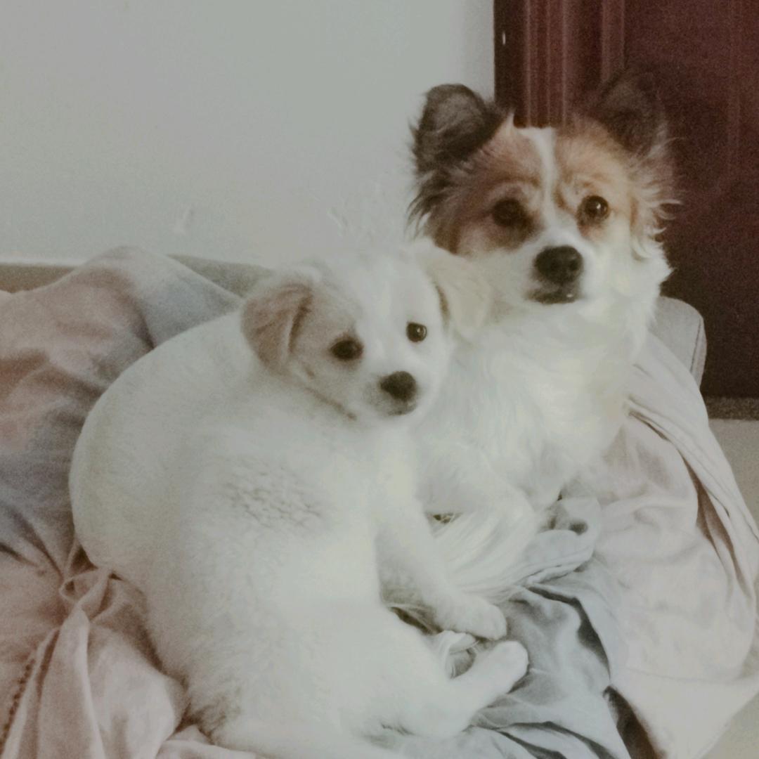 XIAO XING
