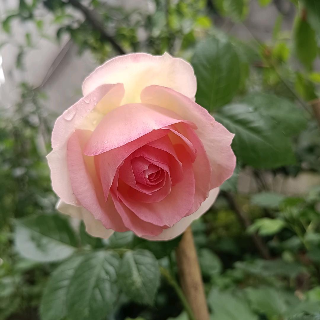 梅may