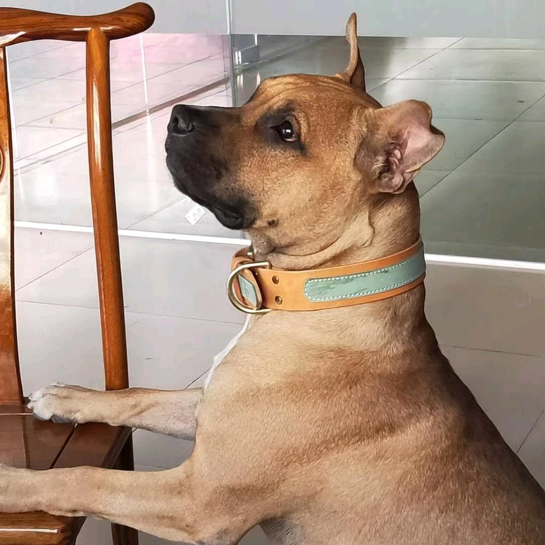 东莞硅胶宠物用品.