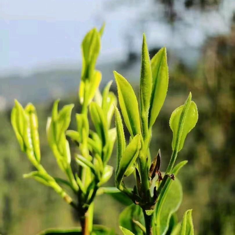 三岔河麻辣风暴