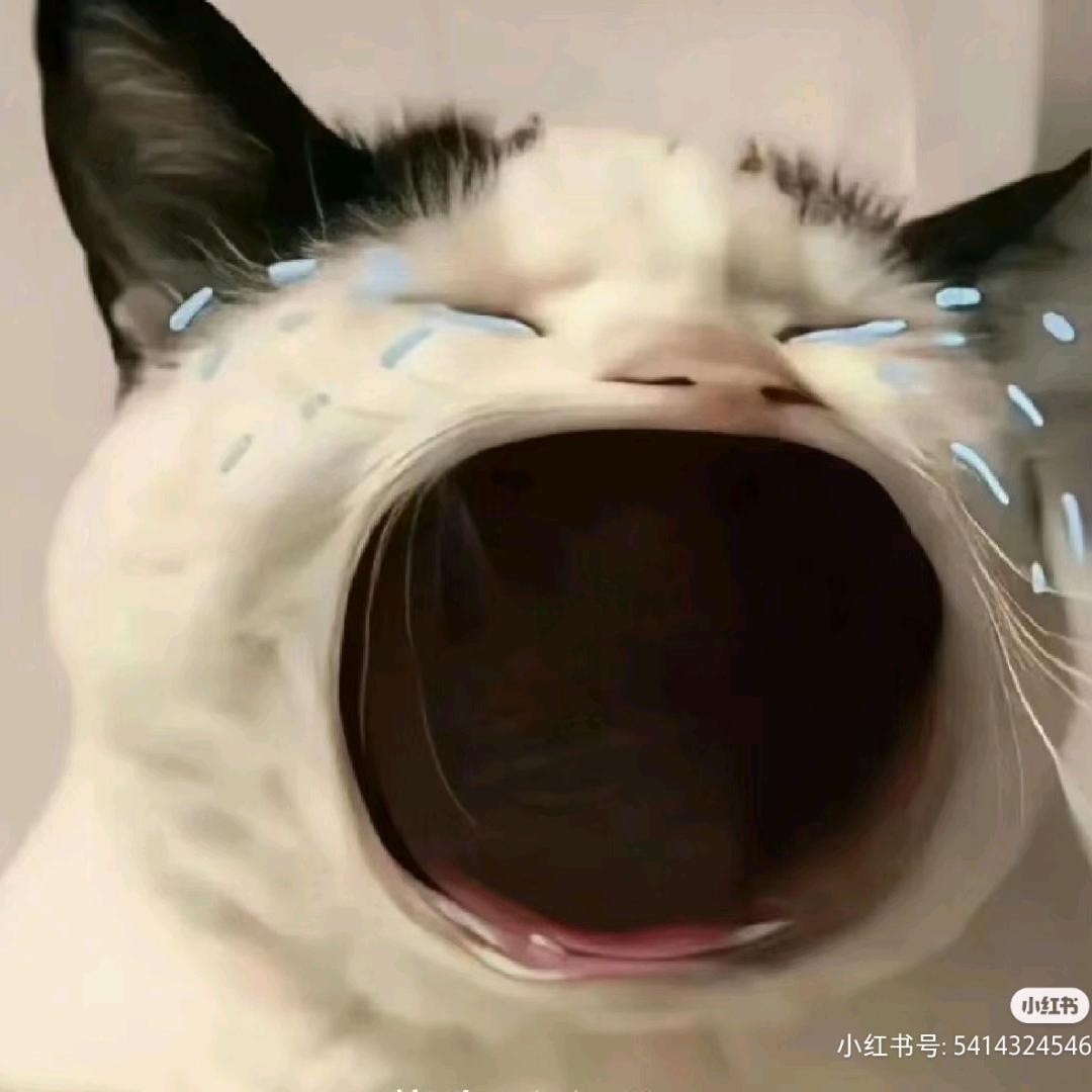 茶月