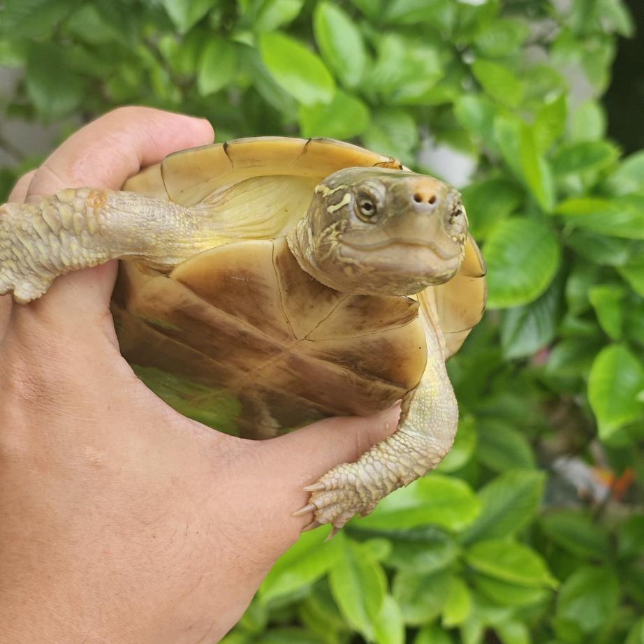 xr-turtle