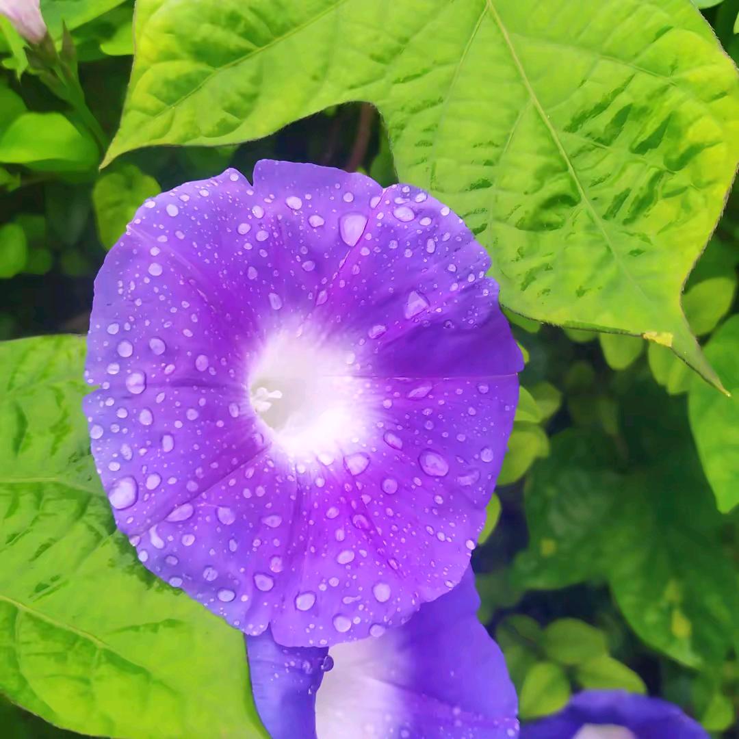 牵牛花