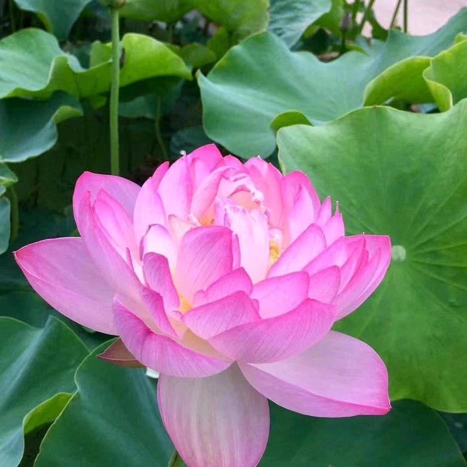 明明姥爷