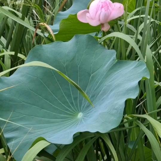 清风相伴