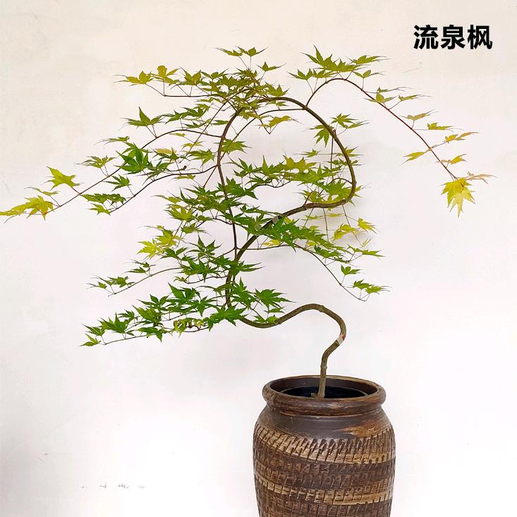 胃新人日记