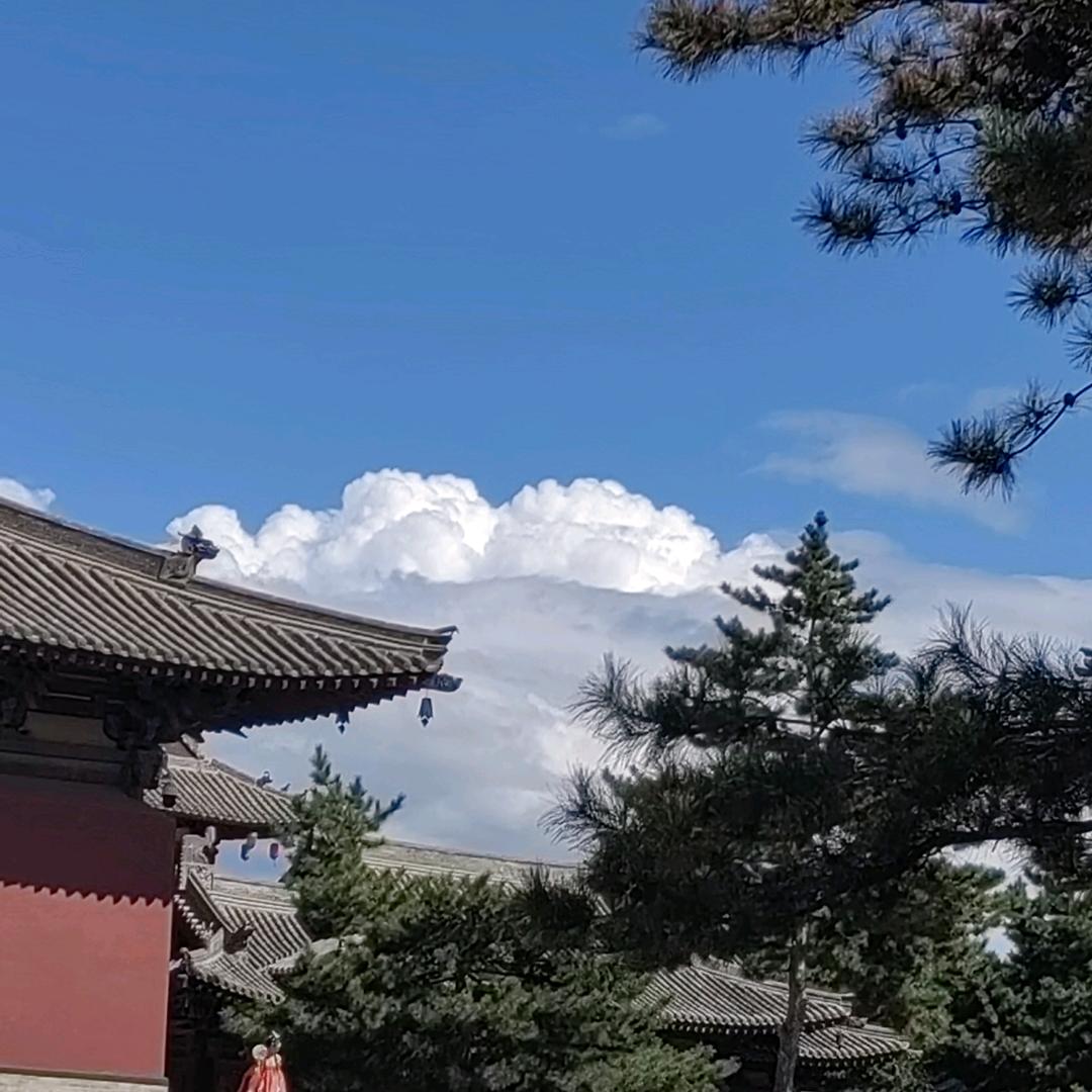 猫猫不吃鱼