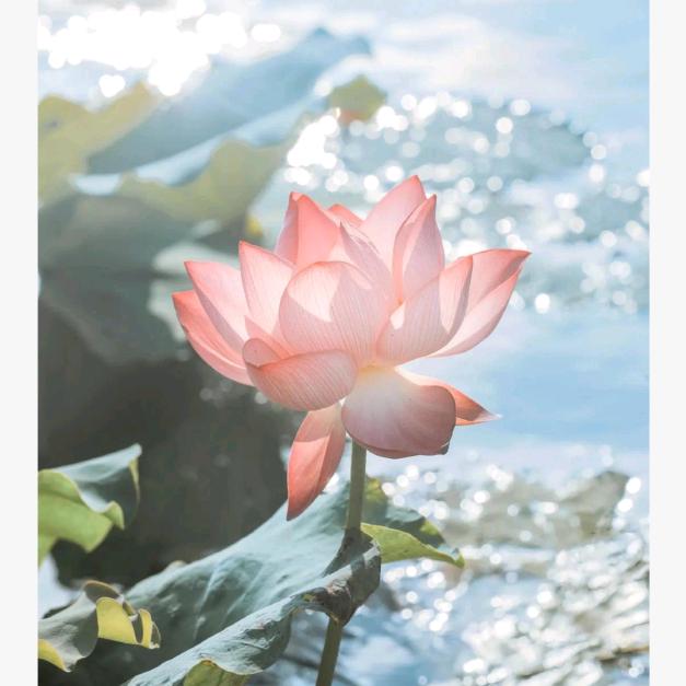 顺其自然杨