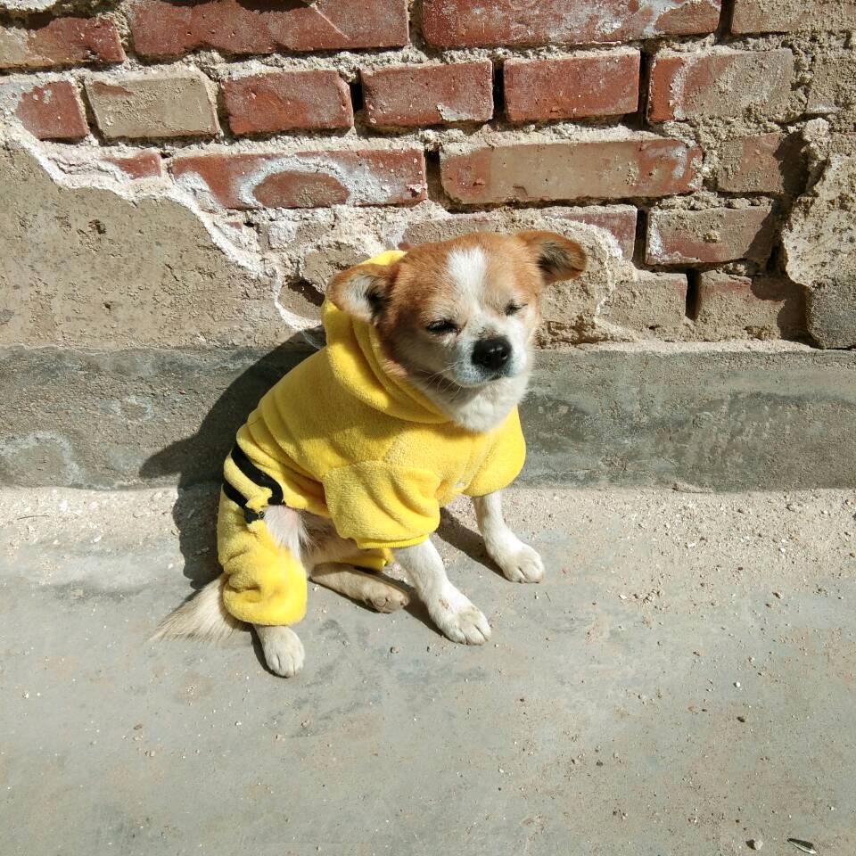 羊毛跑刀（极速流红狼）