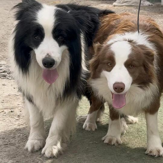 临沂犬舍