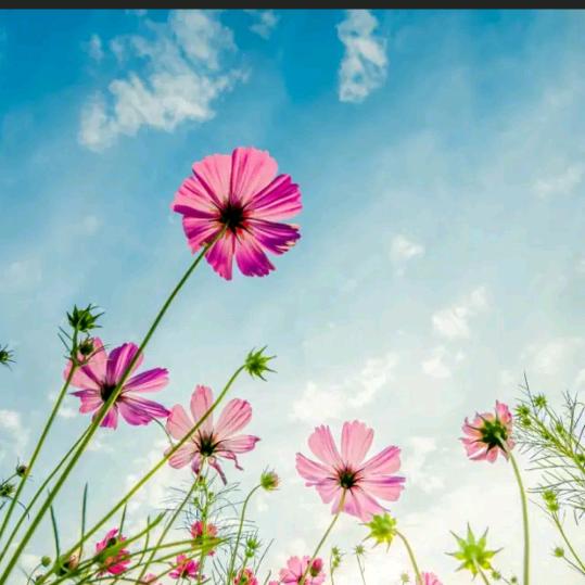 风雨过后有彩虹🌹