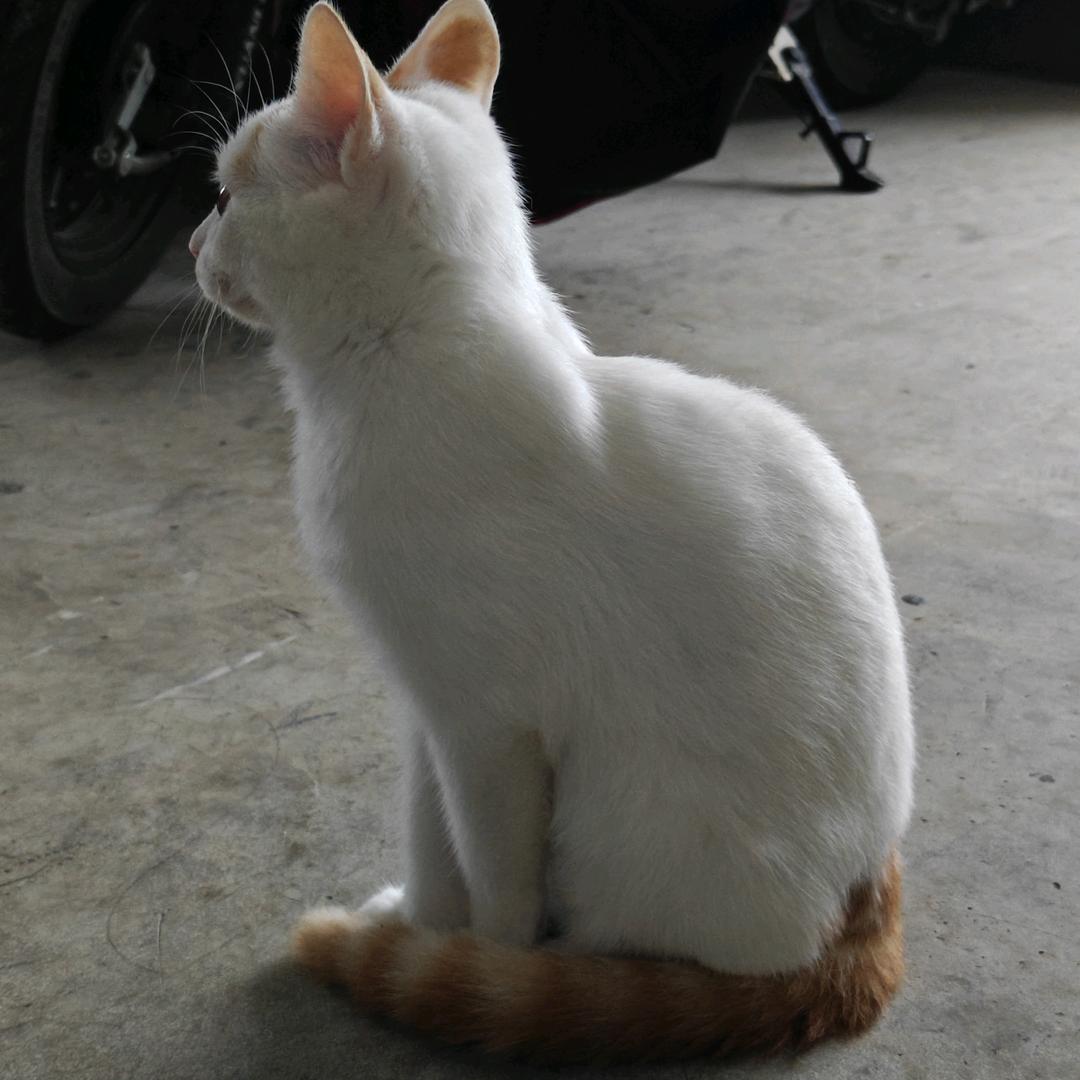 球球大战邪恶阿姨👿