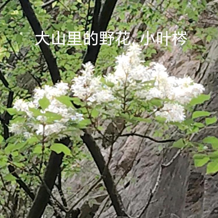河南人在深圳