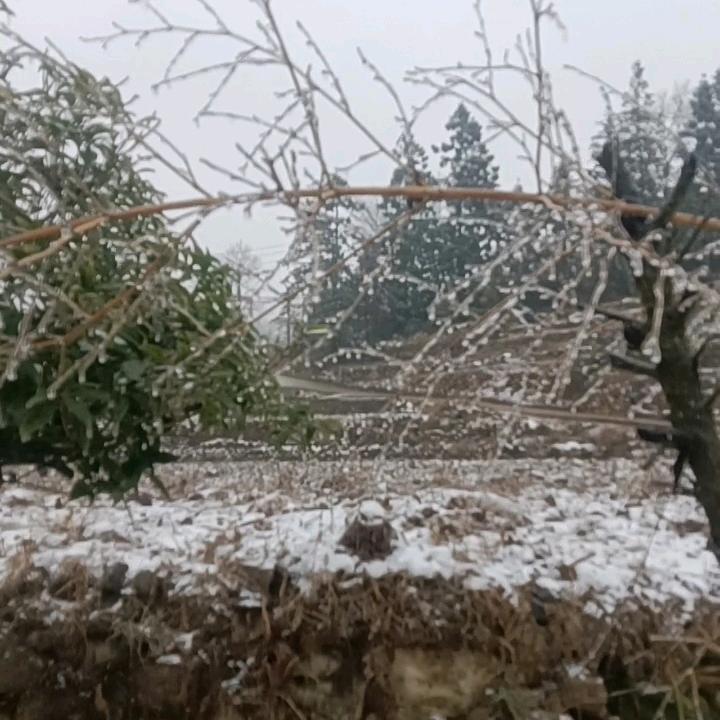 农村椭哥