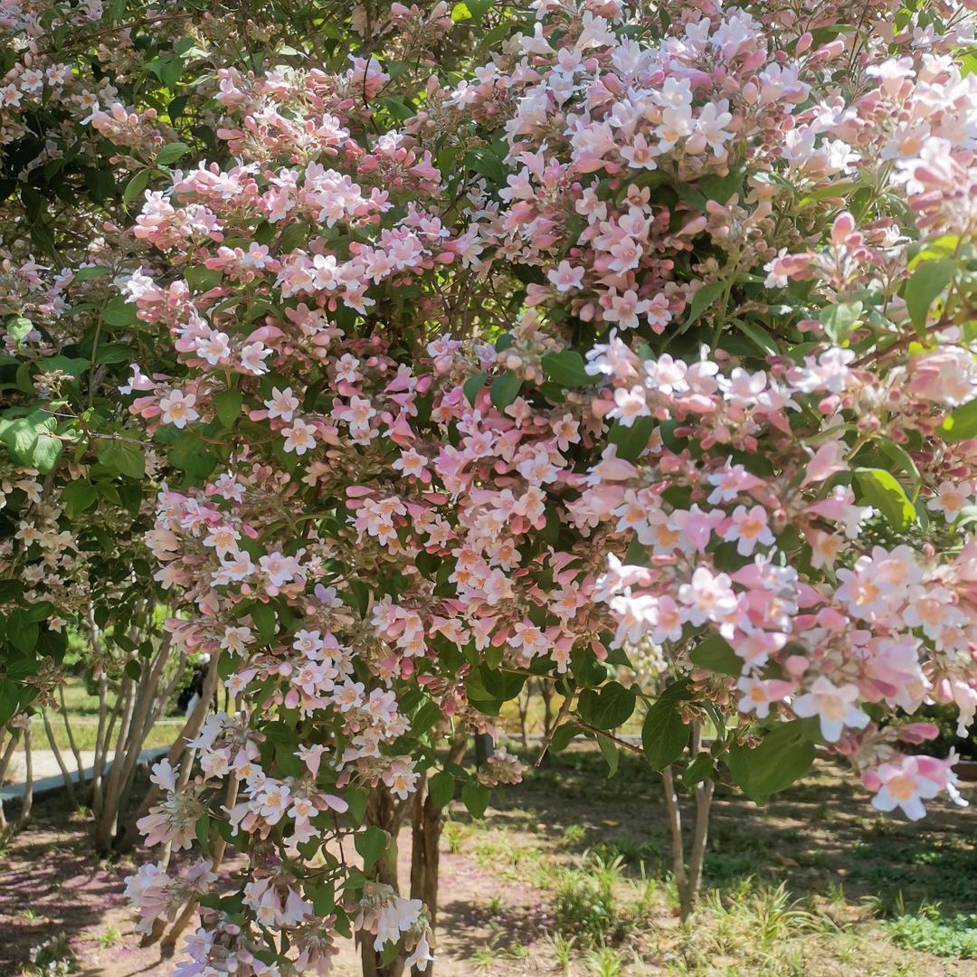 快乐每一天丽敏