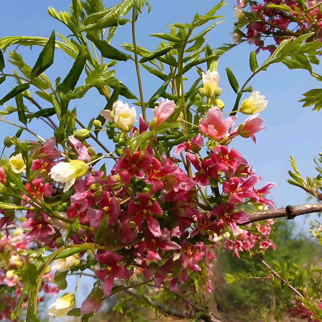 七彩文冠花店铺