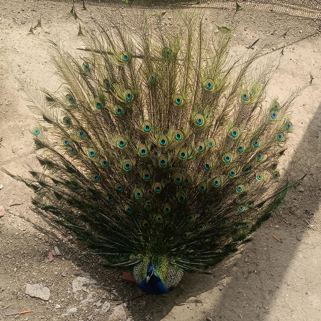 爆米花~