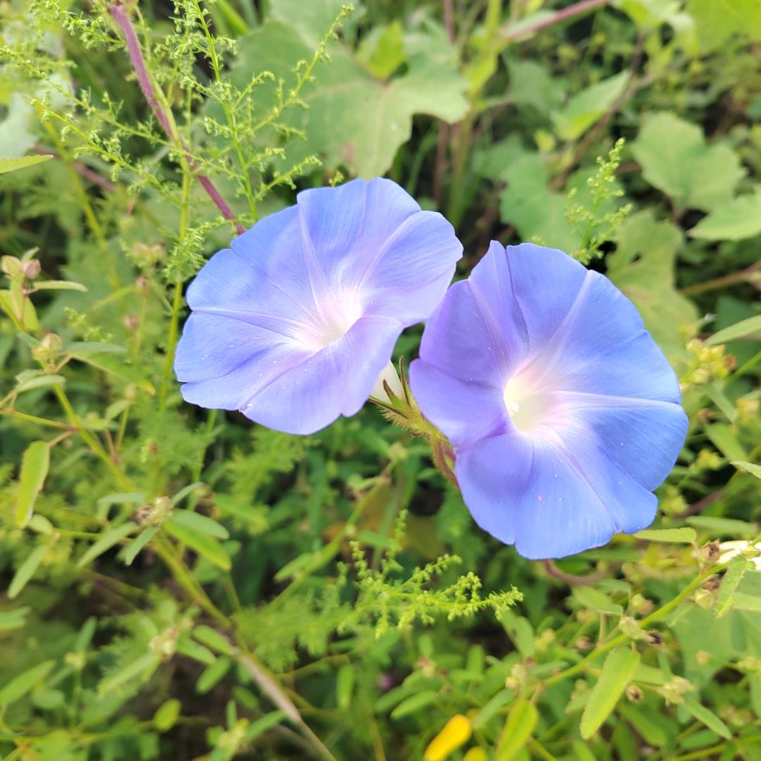 看花开花谢